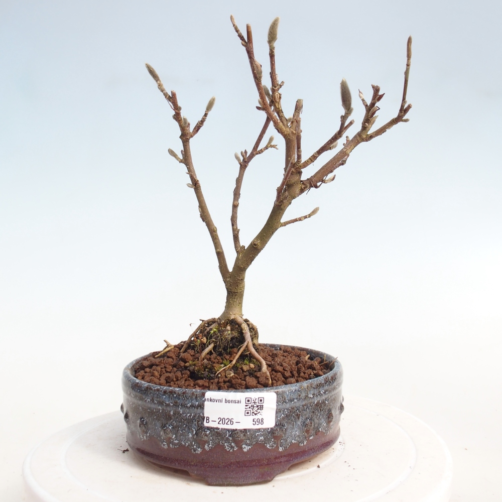 Bonsai da esterno - Magnolia stellata