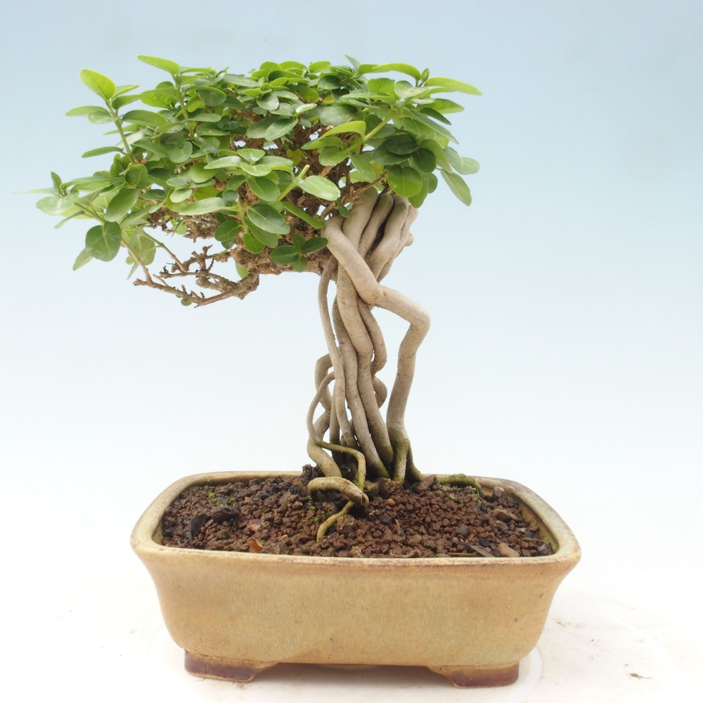 Bonsai da interno - Premna serratifolia - Kozlovna malolista