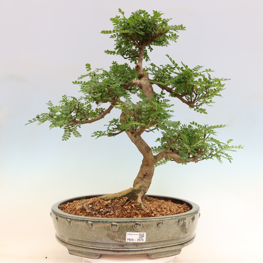 Camera bonsai - Zantoxylum piperitum - albero del pepe