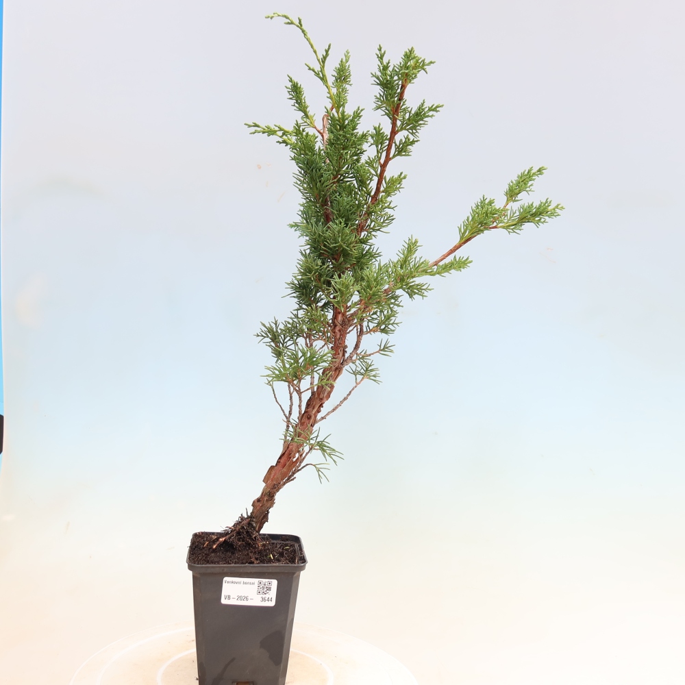 Bonsai da esterno - Juniperus chinensis Kishu