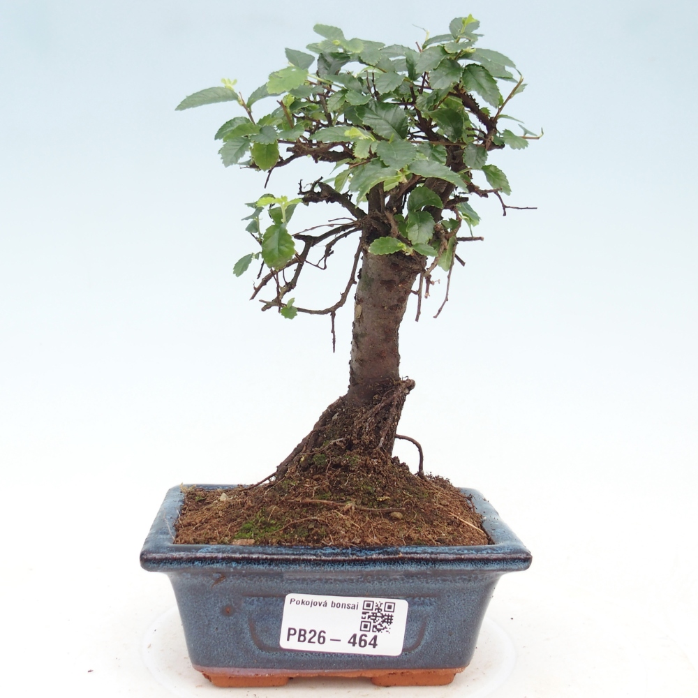 Camera bonsai - Ulmus parvifolia - Olmo a foglie piccole