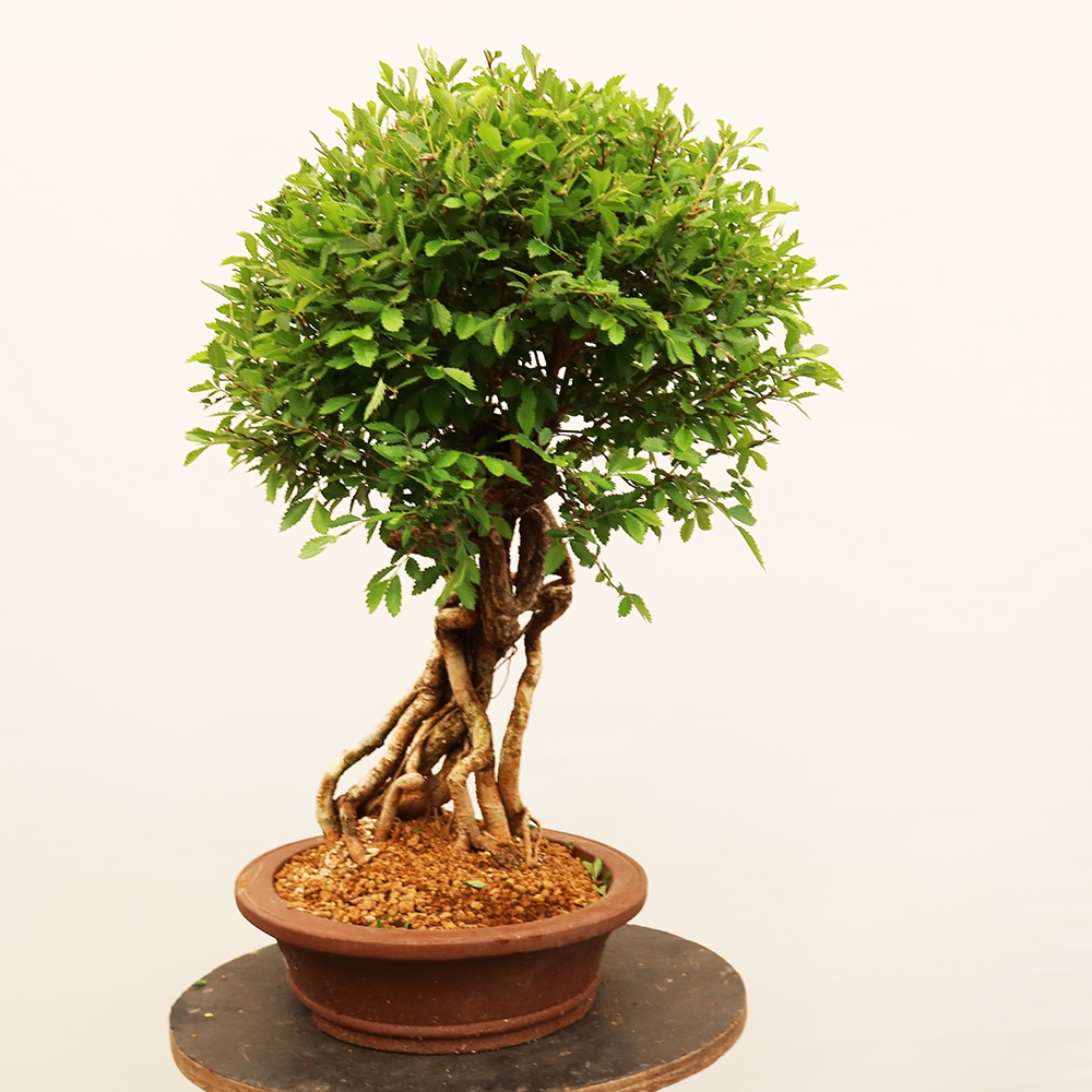 Bonsai da esterno - Zelkova - Zelkova NIRE
