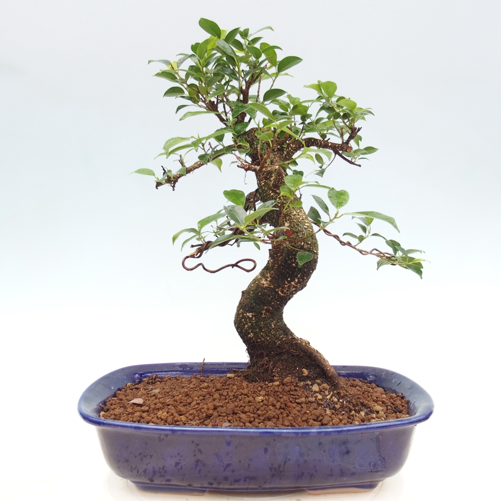 Camera bonsai - Ficus kimmen - ficus a foglie piccole