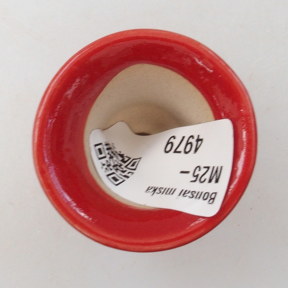 Mini bonsai 4 x 4 x 4 cm, colore rosso