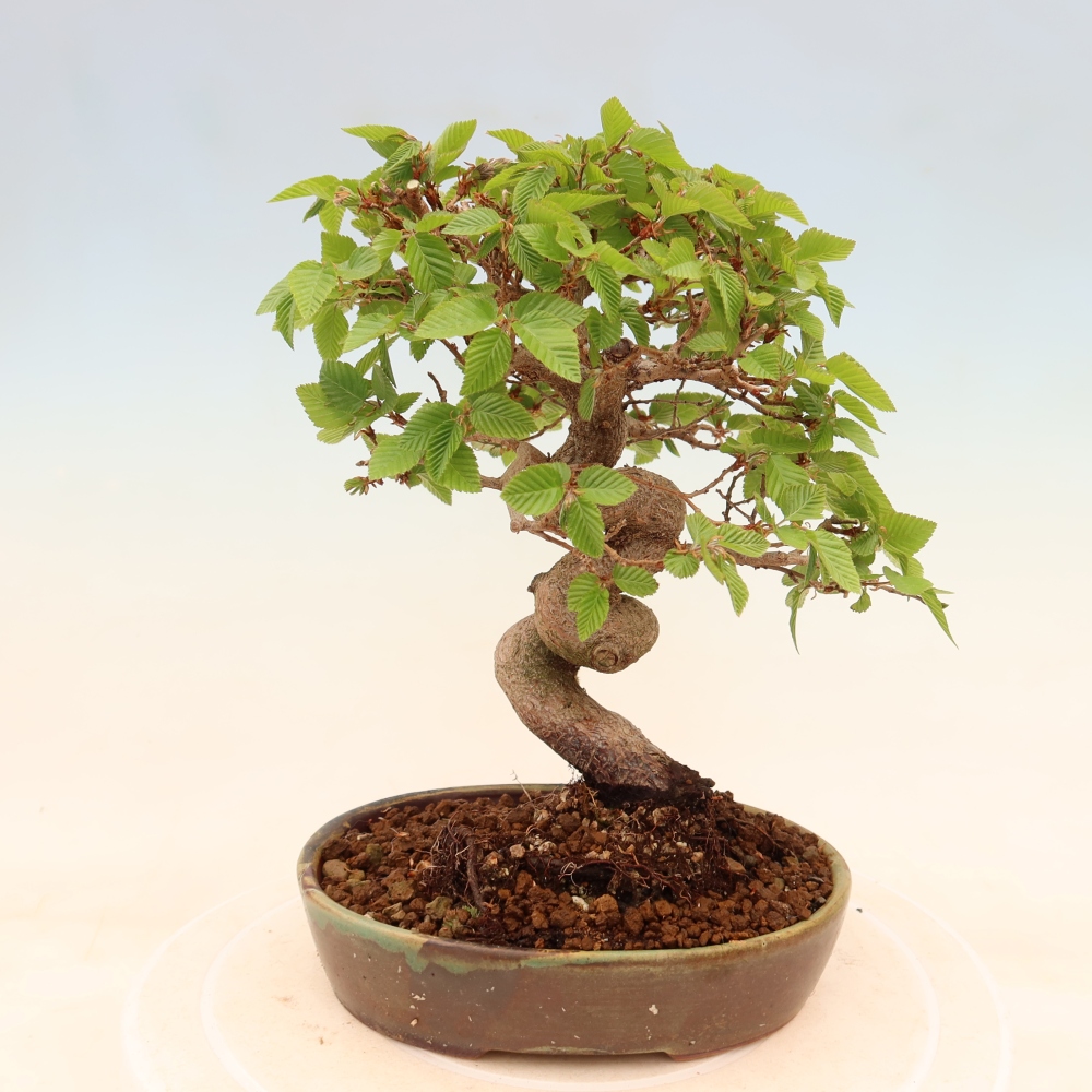 Bonsai da esterno -Carpinus Coreana - Carpino coreano