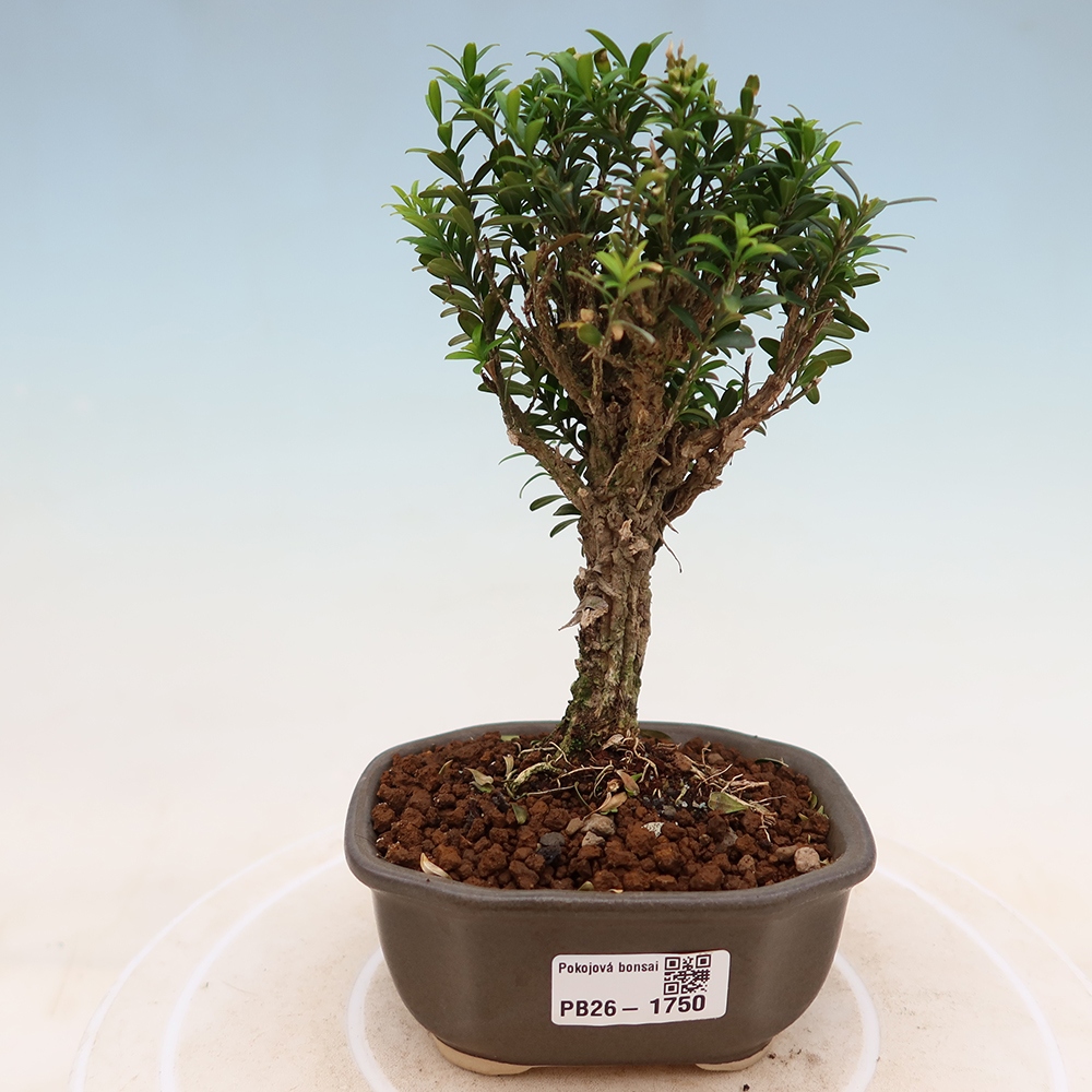 Camera bonsai - Buxus harlandii - buxus da sughero