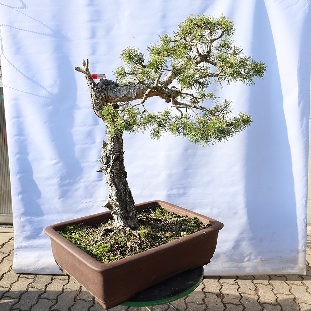 Pinus sylvestris Spagna - pino silvestre