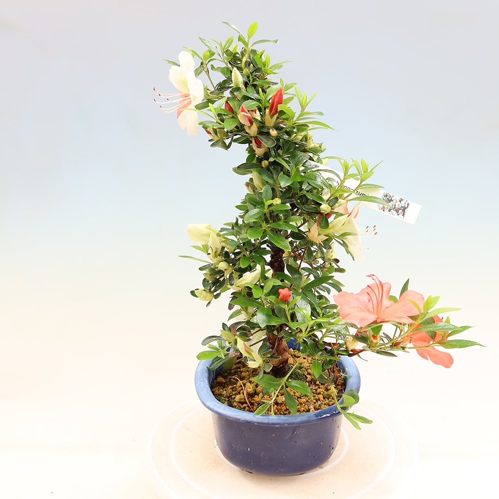Bonsai da esterno - Azalea giapponese - Azalea Asahi-no-izumi