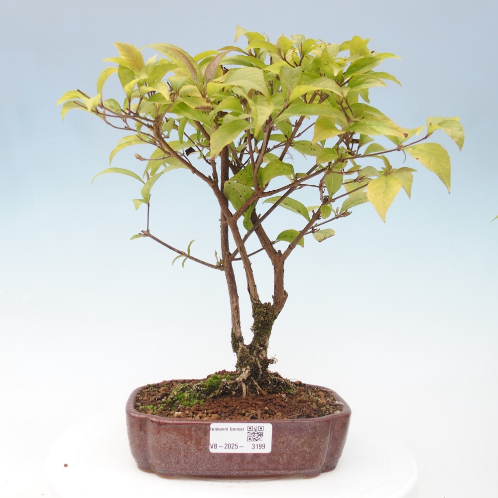 Bonsai da esterno - Callicarpa japonica