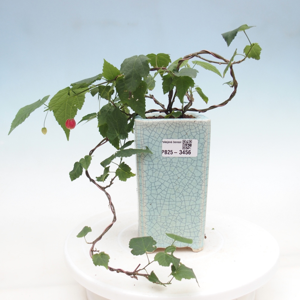 Bonsai da interno - Abutilon Big Bell - Cloudberry