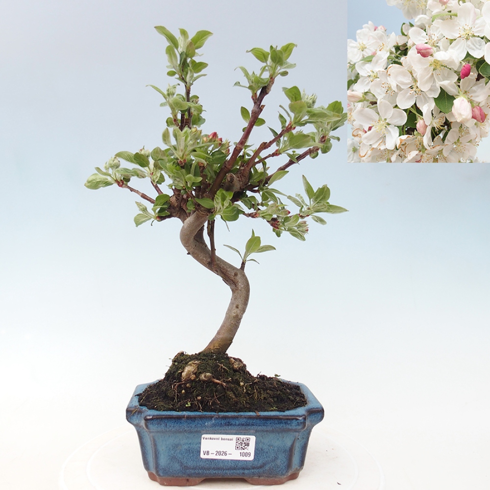 Bonsai da esterno -Malus halliana - Melo a frutto piccolo