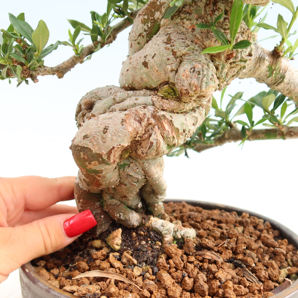 Camera bonsai - Gardenia jasminoides-Gardenia