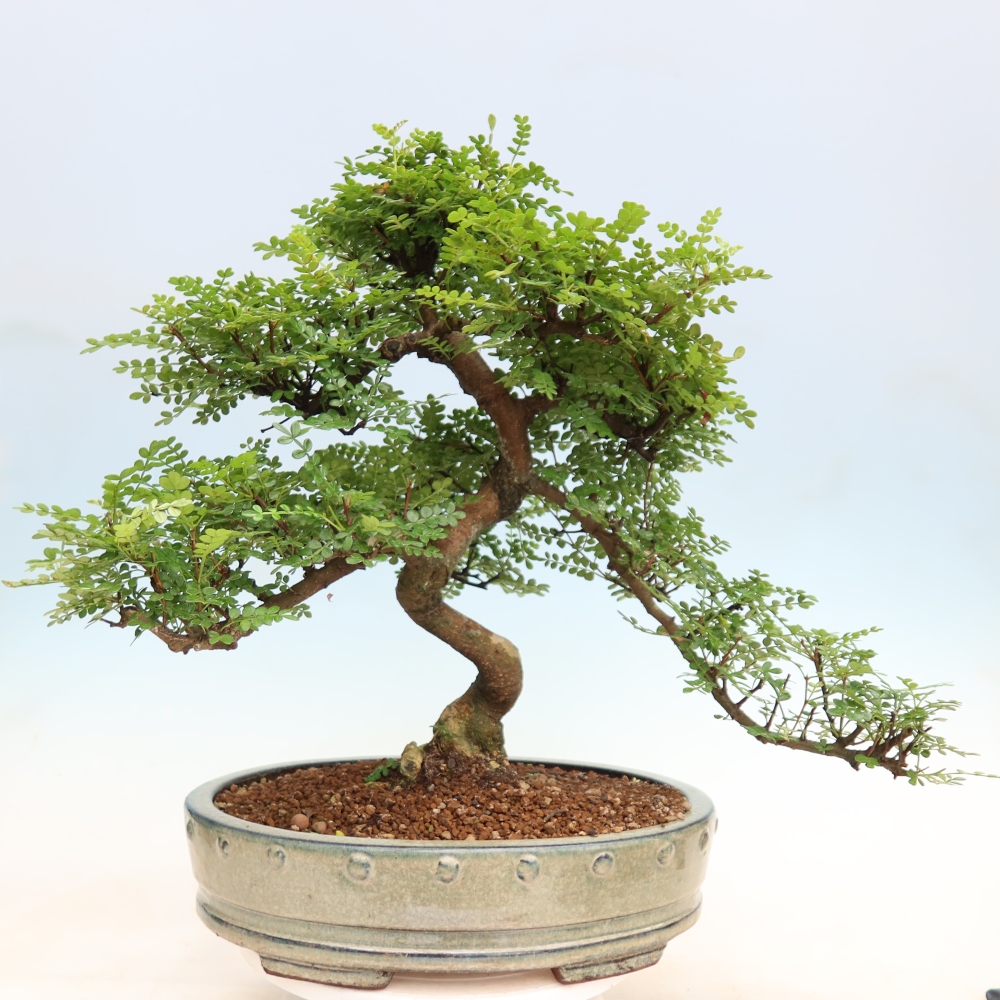 Camera bonsai - Zantoxylum piperitum - albero del pepe