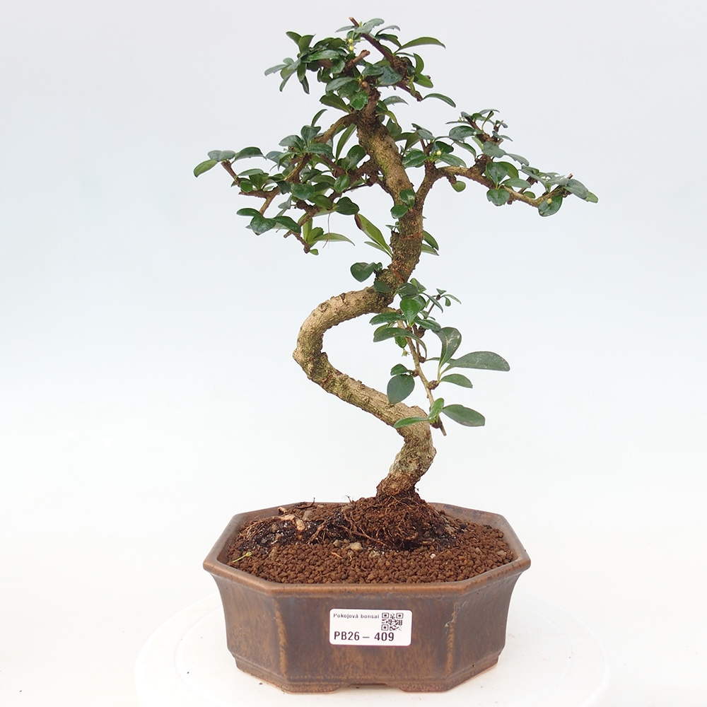 Camera bonsai - Carmona macrophylla - Tea fuki