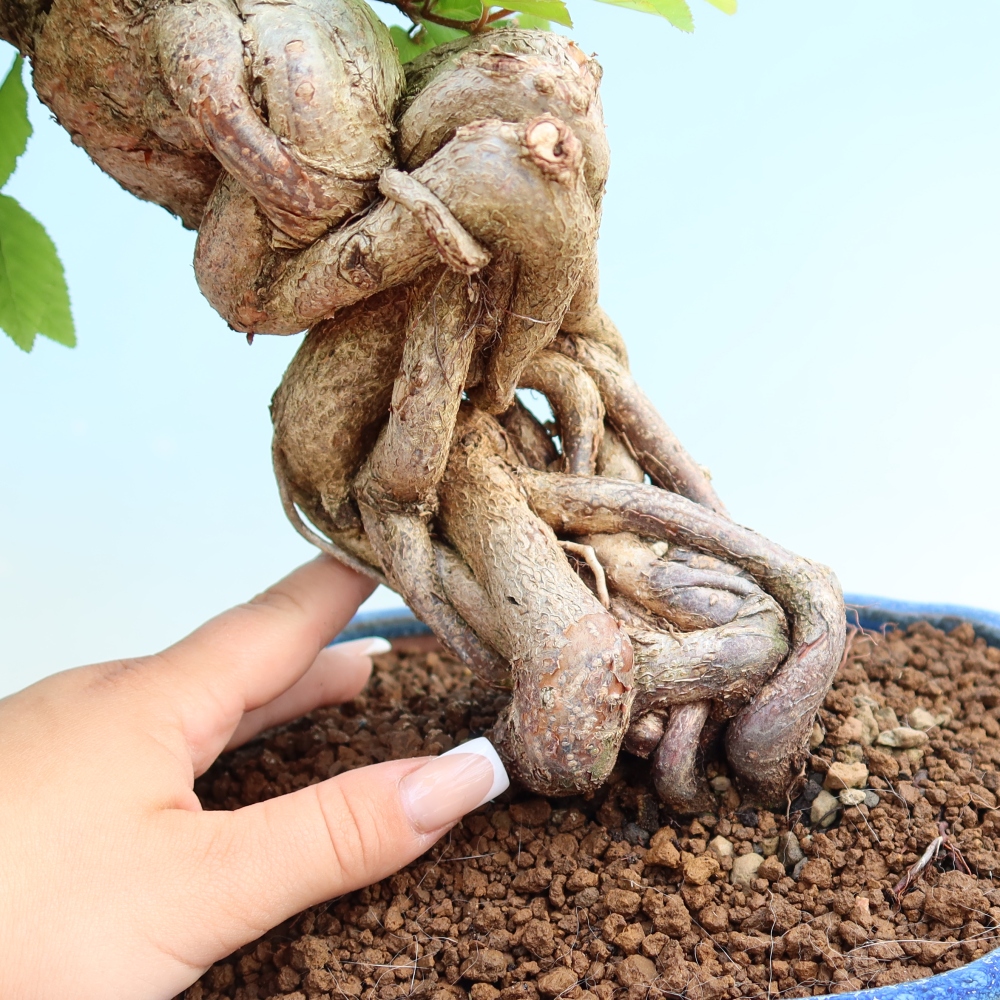 Bonsai da esterno -Carpinus Coreana - Carpino coreano