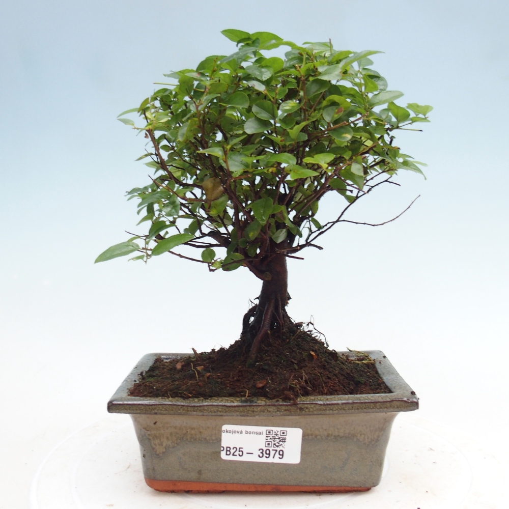 Camera bonsai - Sageretia thea - Sageretia thea
