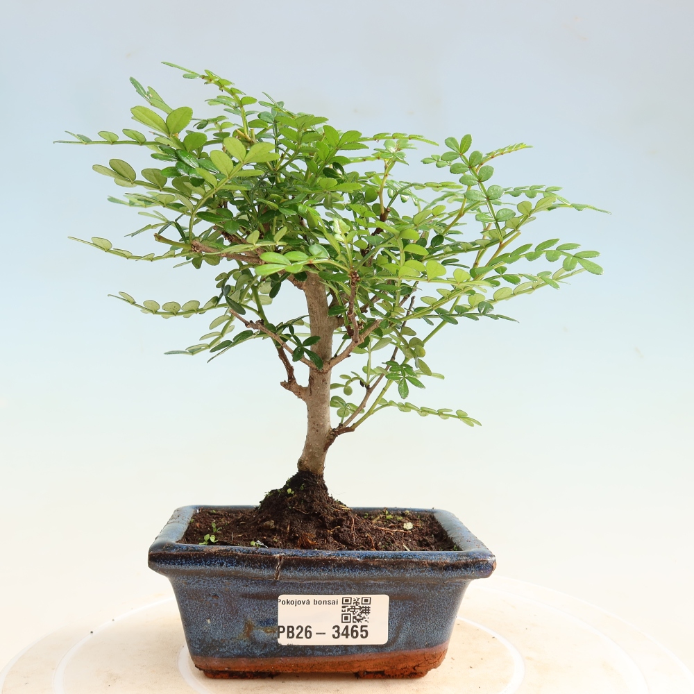 Camera bonsai - Zantoxylum piperitum - albero del pepe
