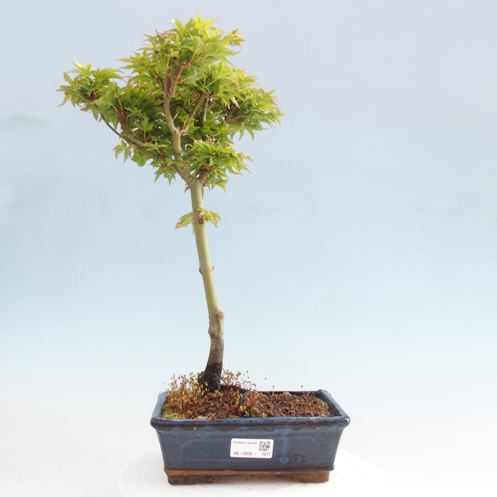 Bonsai da esterno -Palma di Giava Acer palmatum Shishigashira