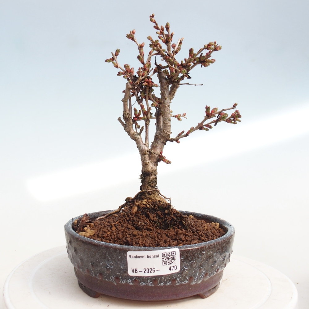 Bonsai da esterno - Prunus incisa Kojou-no mai-Plivon ritagliato