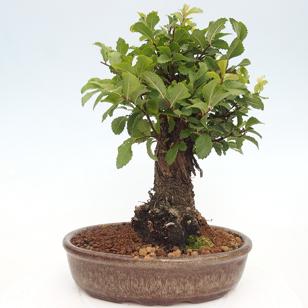 Bonsai da esterno - Zelkova - Zelkova NIRE