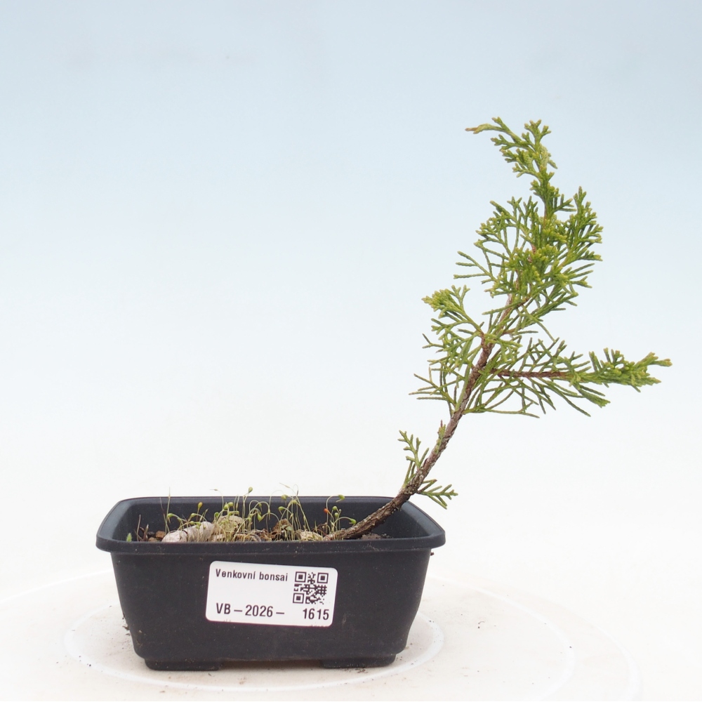 Bonsai da esterno - Juniperus chinensis Itoigawa