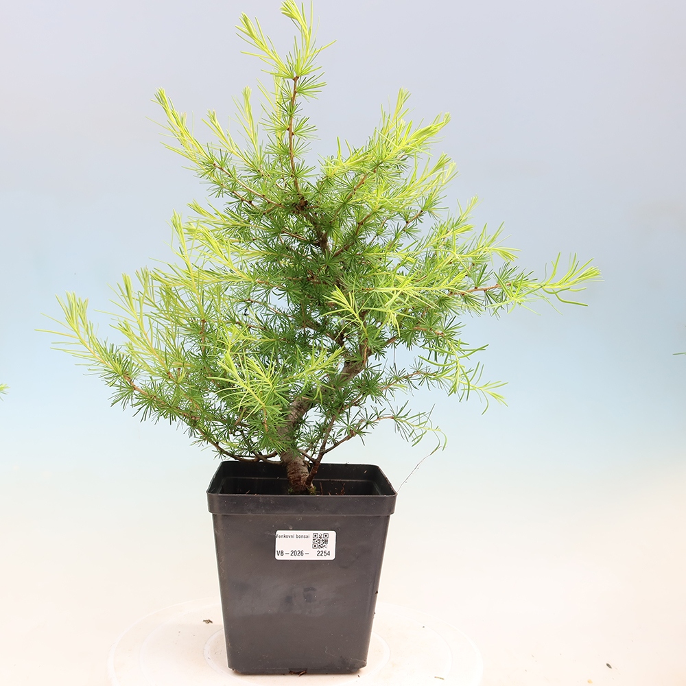Bonsai da esterno -Larix decidua - Larice