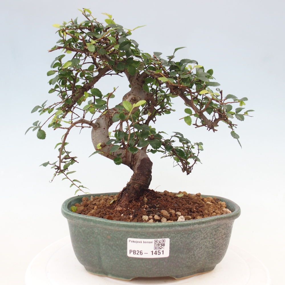 Camera bonsai - Ulmus parvifolia - Olmo a foglie piccole