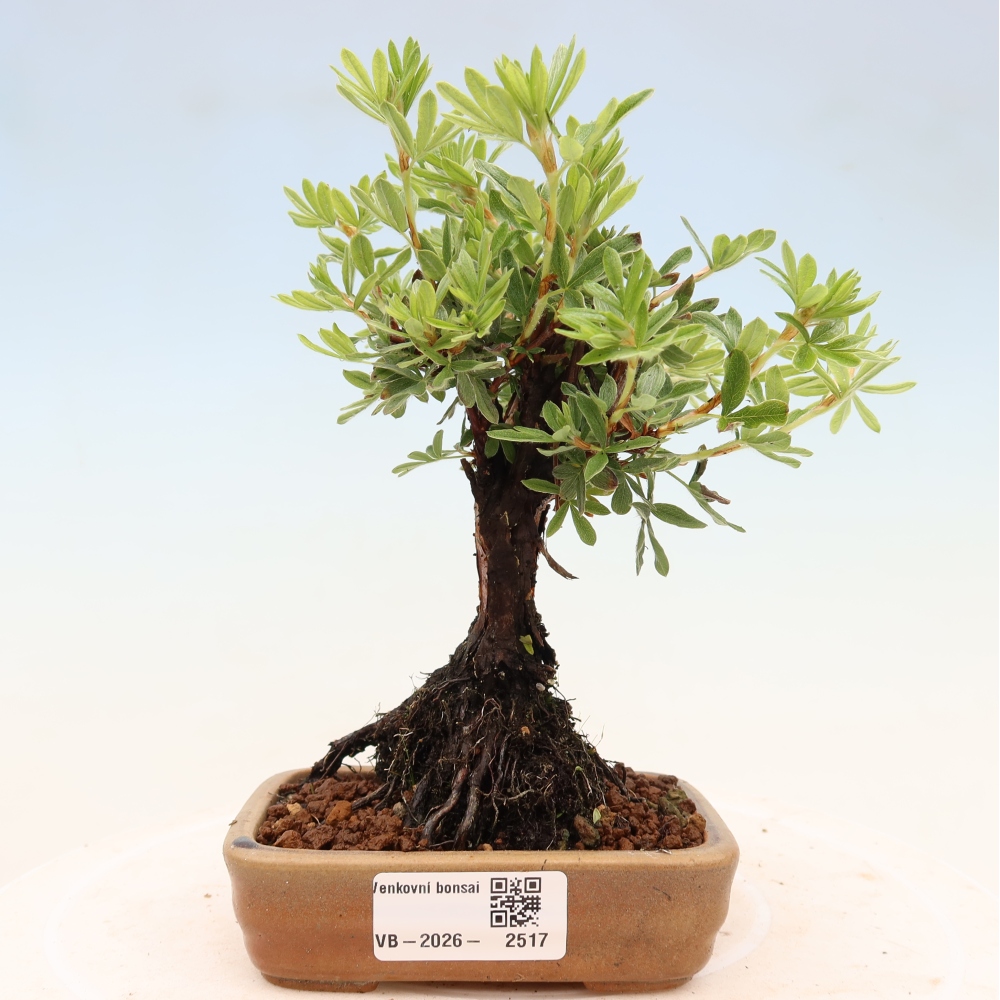 Bonsai da esterno - Potentila fruticosa