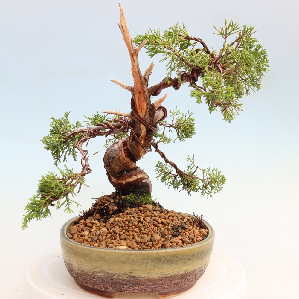 Bonsai da esterno - Juniperus chinensis Itoigawa-Juniperus chinensis