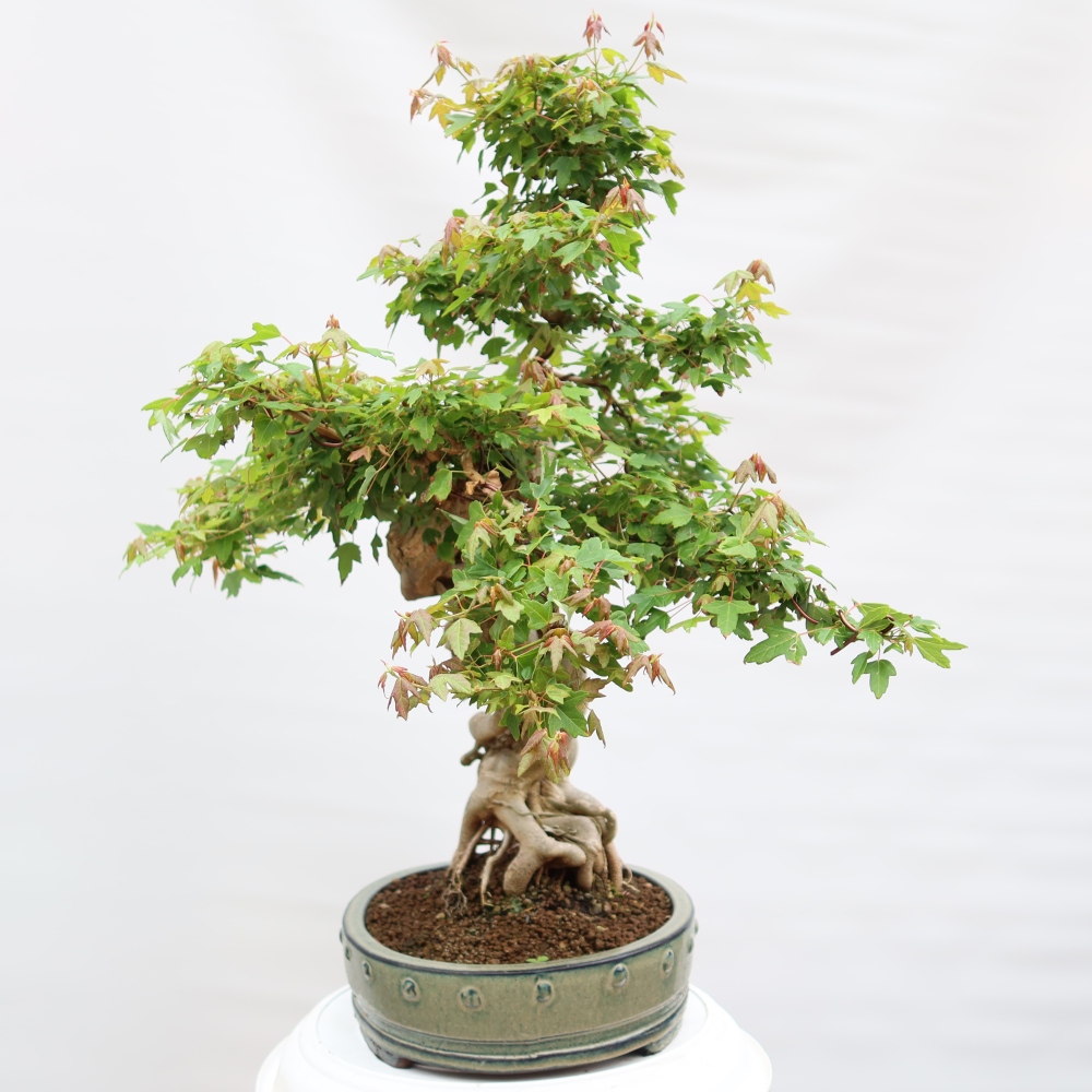 Bonsai da esterno - Acero Burger - Acer Burgerianum