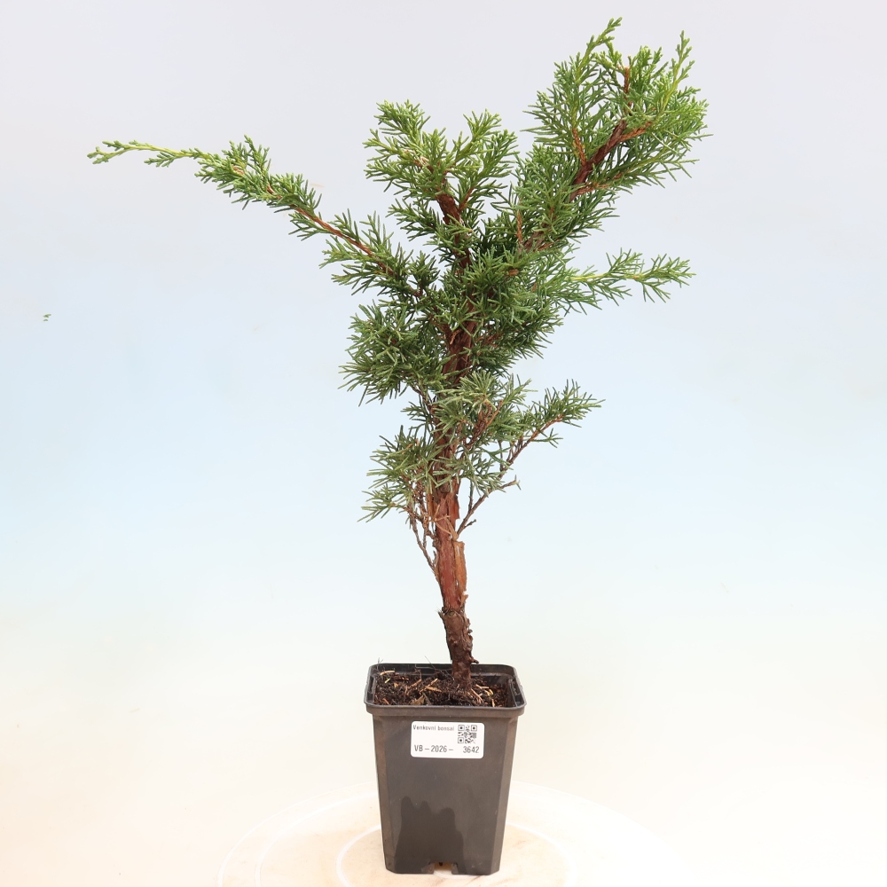 Bonsai da esterno - Juniperus chinensis Kishu