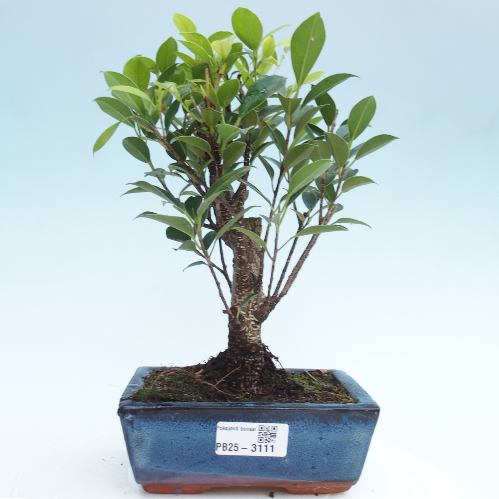 Camera bonsai - Ficus retusa - ficus a foglie piccole