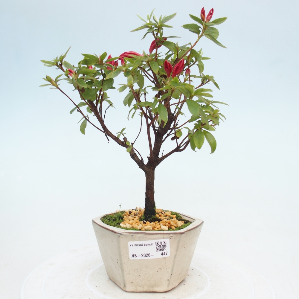 Bonsai da esterno - Azalea giapponese - Azalea sp.