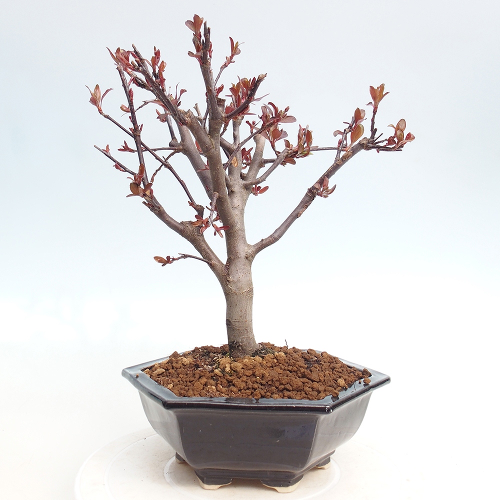 Bonsai da esterno -Malus domestica - Melo a piccoli frutti a foglie rosse