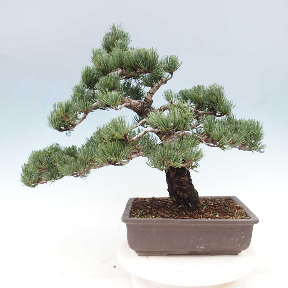 Bonsai da esterno - Pinus parviflora - Pinus parviflora