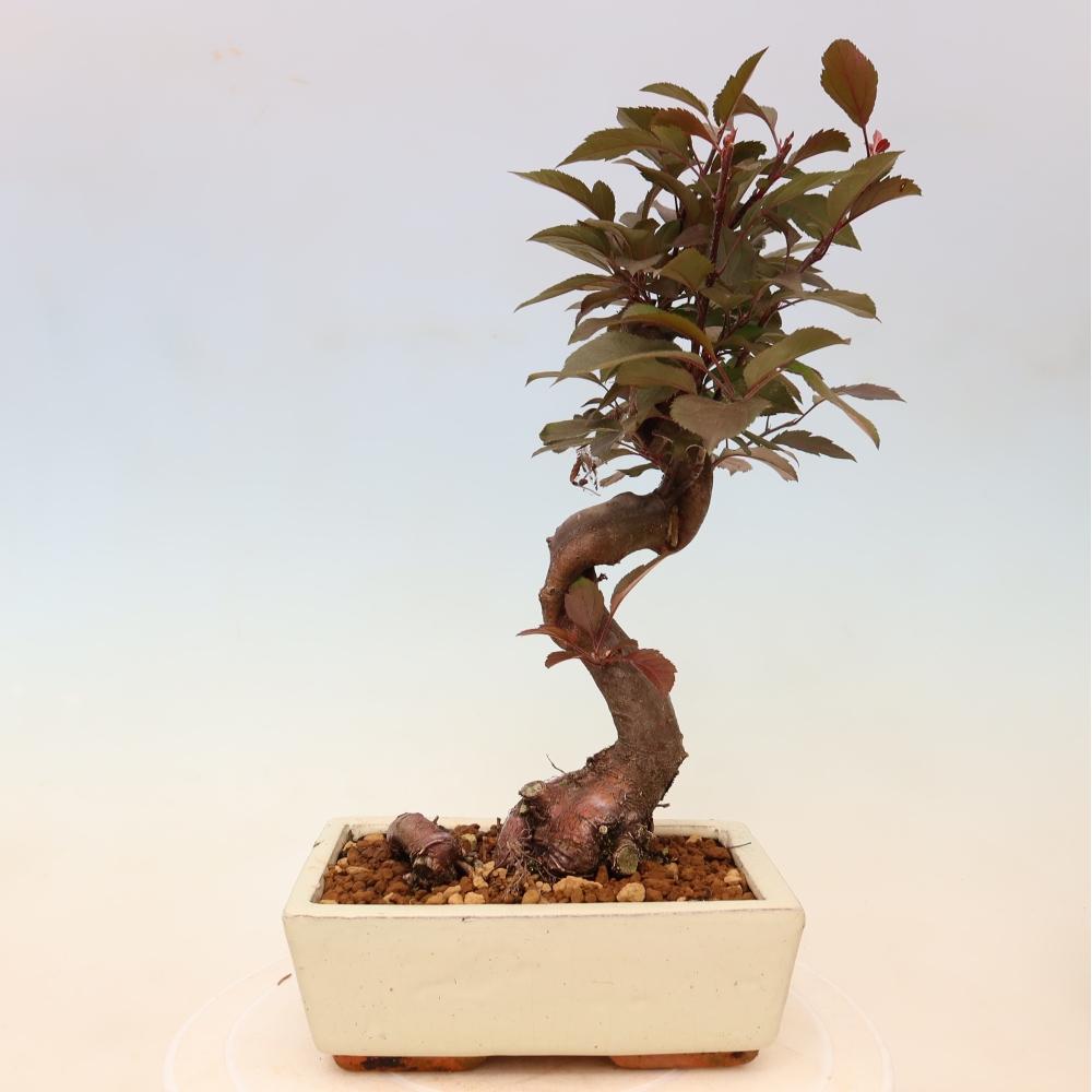 Bonsai da esterno -Malus domestica - Melo a piccoli frutti a foglie rosse
