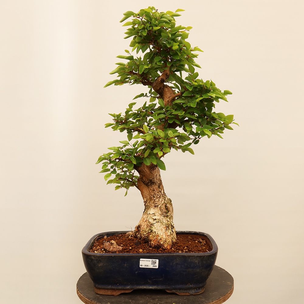 Bonsai da esterno -Carpinus Coreana - Carpino coreano