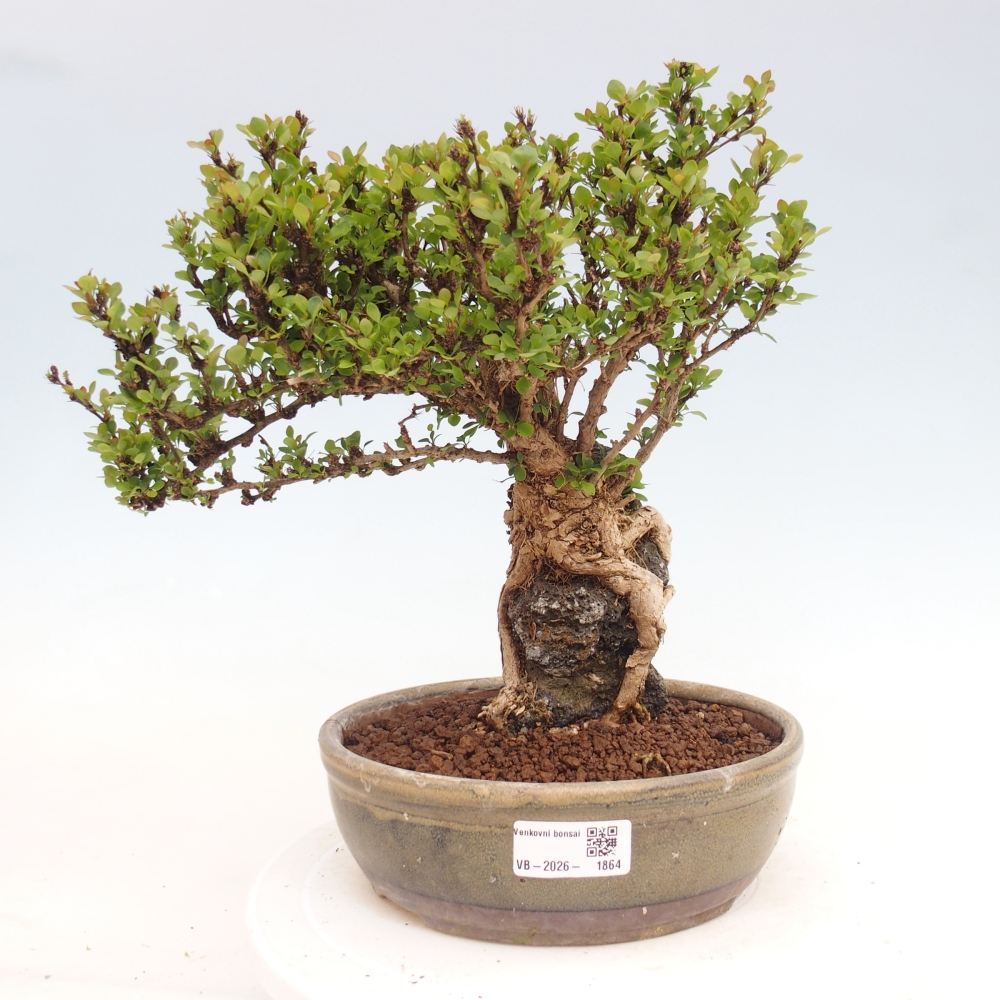 Bonsai da esterno - Berberis coreana