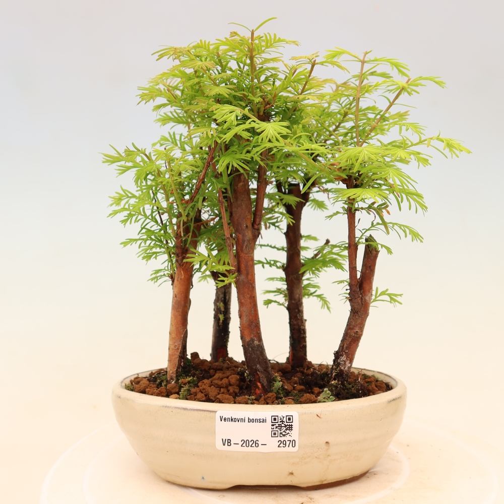 Bonsai da esterno - Metasequoia glyptostroboides - Metasequoia cinese - boschetto