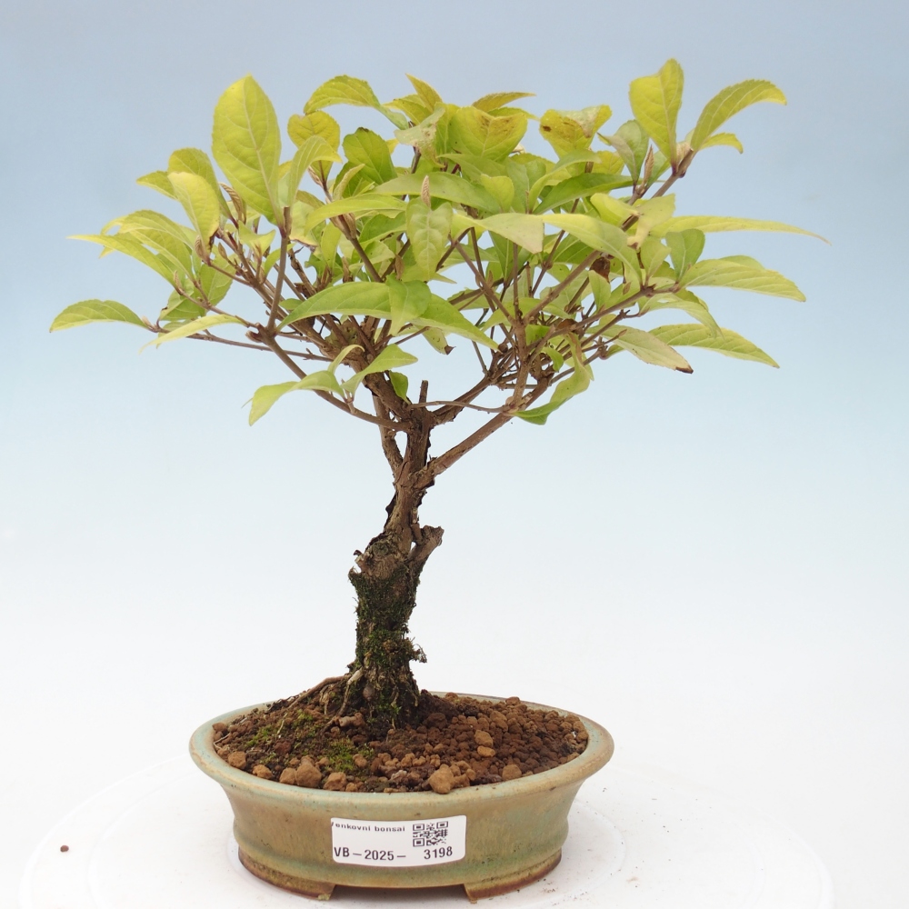 Bonsai da esterno - Callicarpa japonica