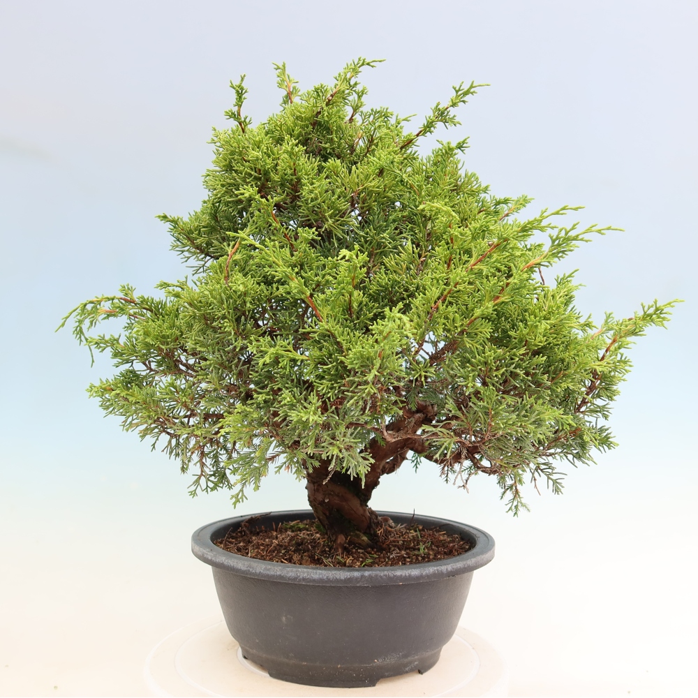 Bonsai da esterno - Juniperus chinensis Itoigawa-Juniperus chinensis