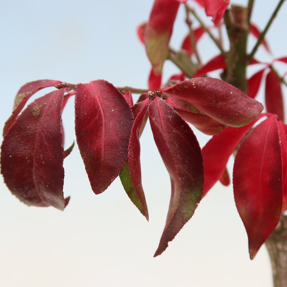 Bonsai da esterno -  Euonymus alatus comactus  - euonymus alato