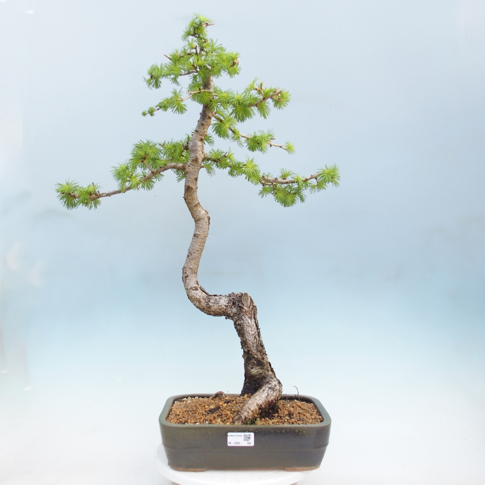 Bonsai da esterno -Larix decidua - Larice