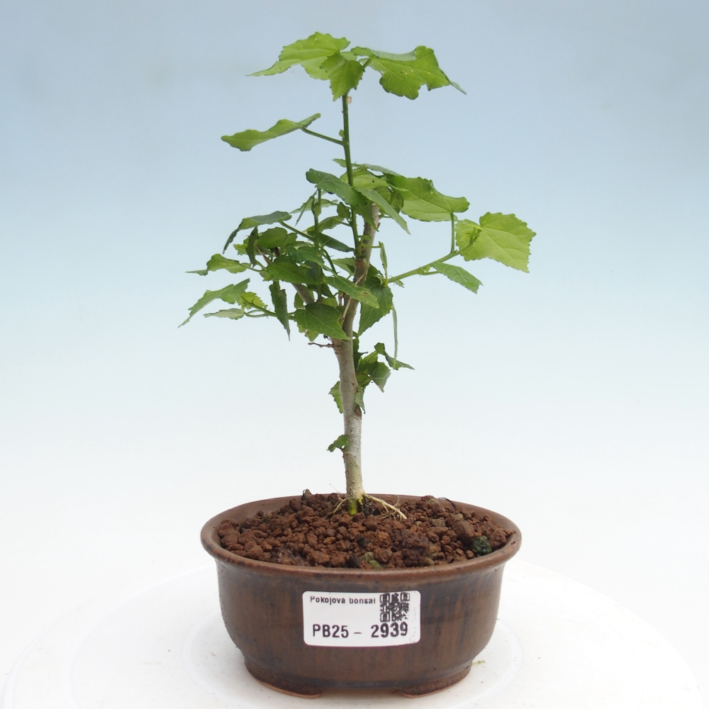 Bonsai da interno - Malvaviscus arboreus