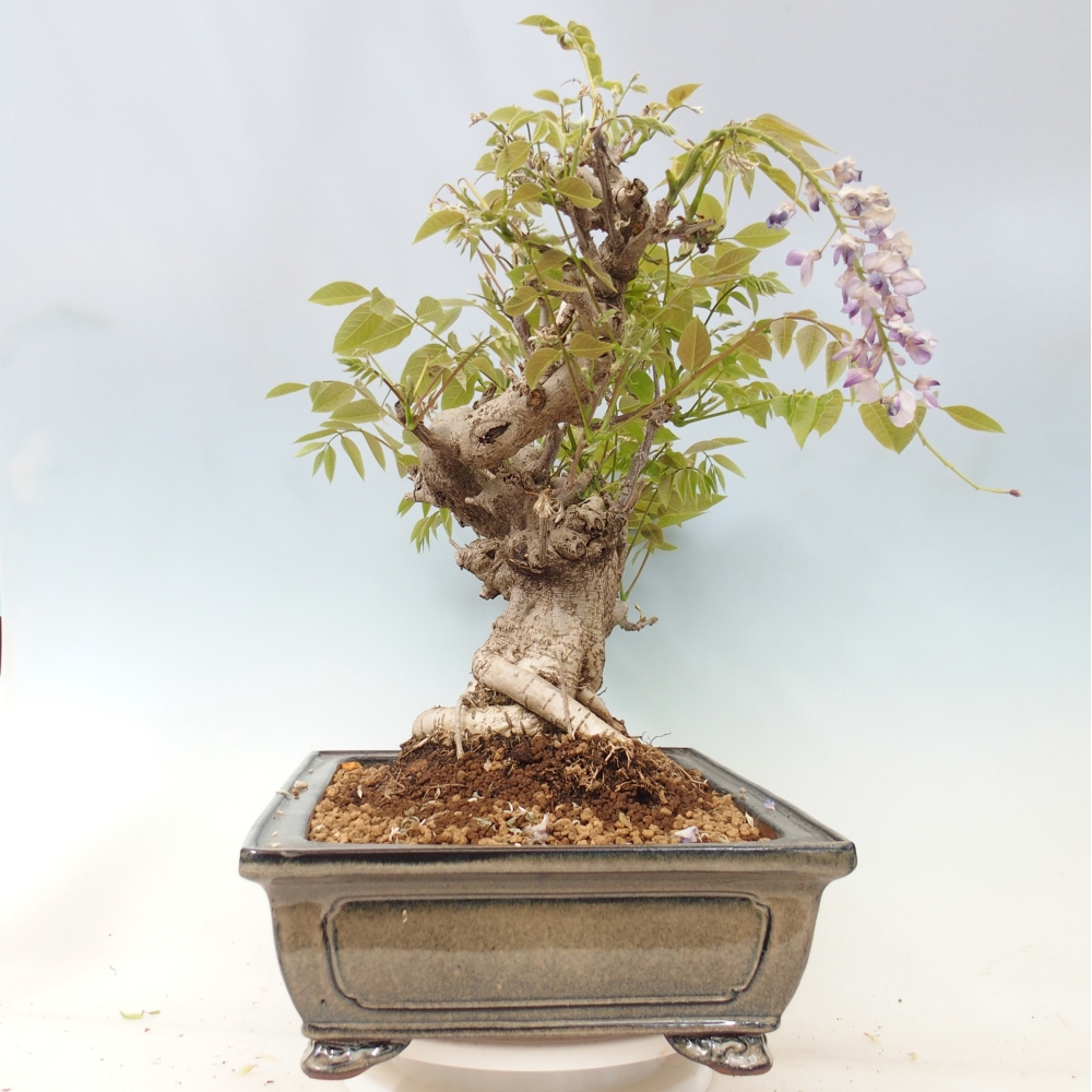 Bonsai da esterno - Glicine floribunda