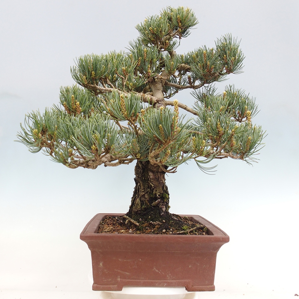 Bonsai da esterno - Pinus parviflora - Pinus parviflora