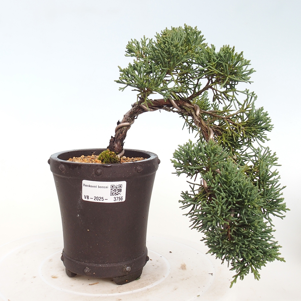 Bonsai da esterno - Juniperus chinensis Kishu