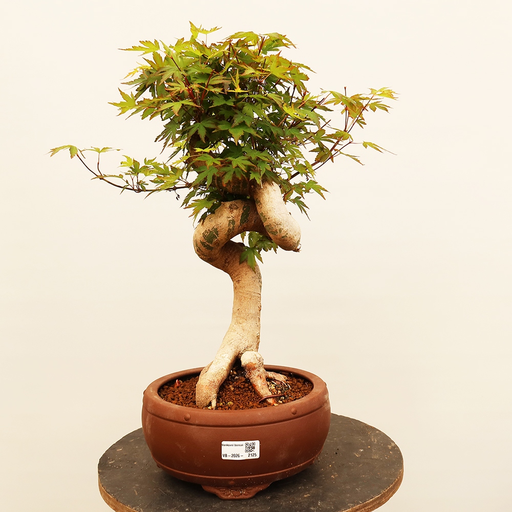 Bonsai da esterno - Acero palmatum - Palme