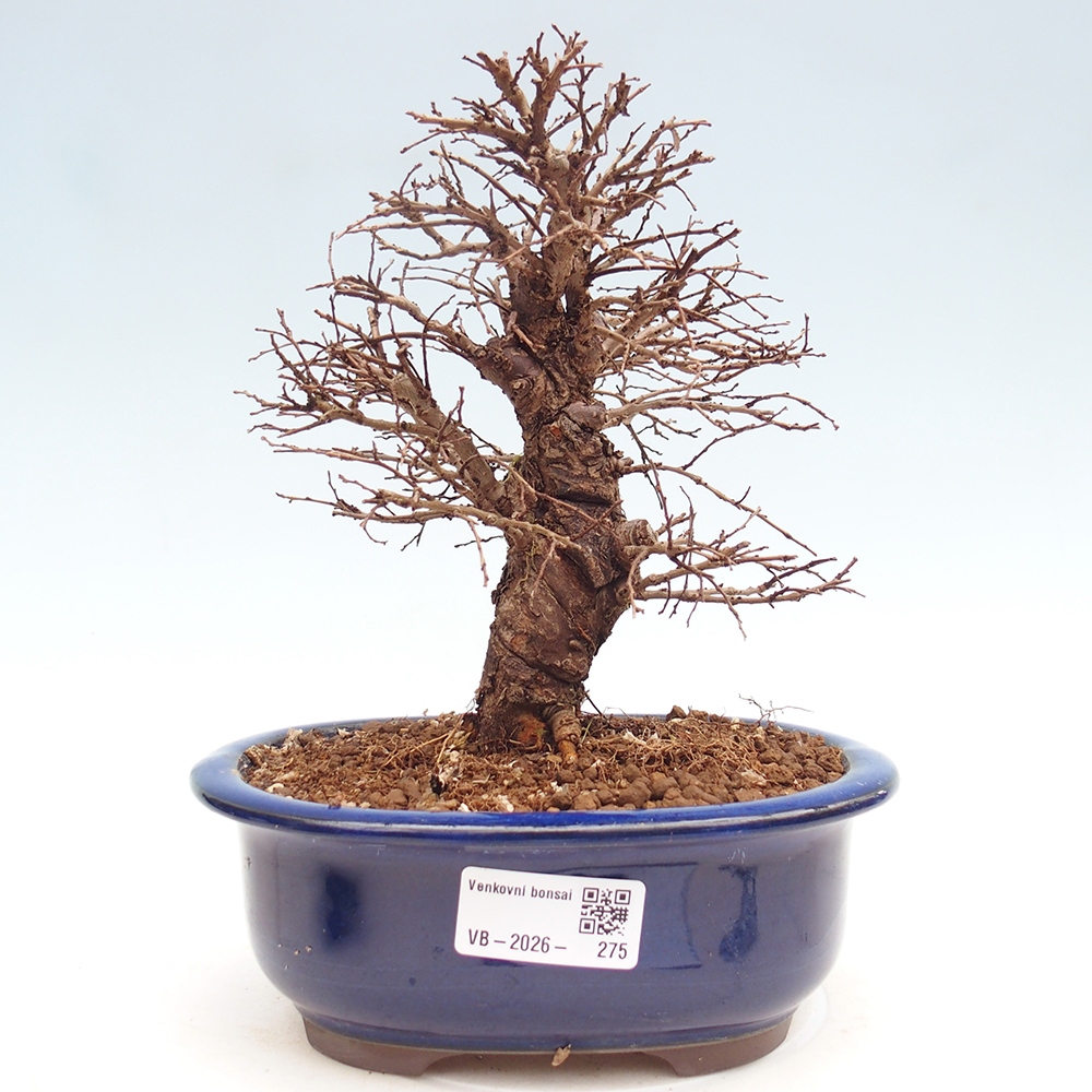 Bonsai da esterno - Zelkova - Zelkova NIRE