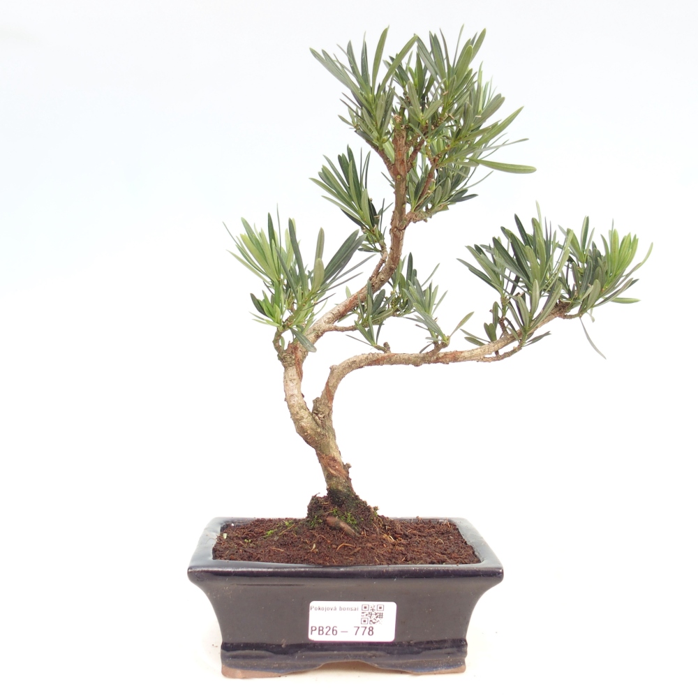 Camera bonsai - Podocarpus - Tasso delle pietre